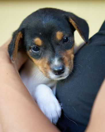 Amalia Titer 0624 Hoch