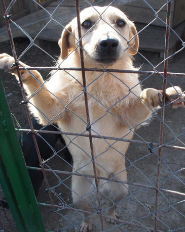 Kali Titer 0324 Hoch